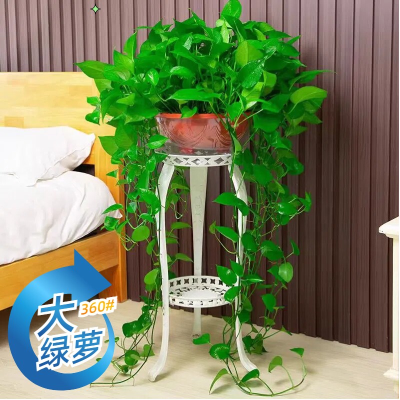 360长藤绿萝盆栽室内绿植吸甲醛净化空气大盆花架土水培客厅#植物