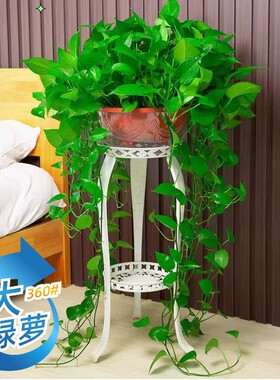 精品绿萝盆栽净化空气除甲醛室内