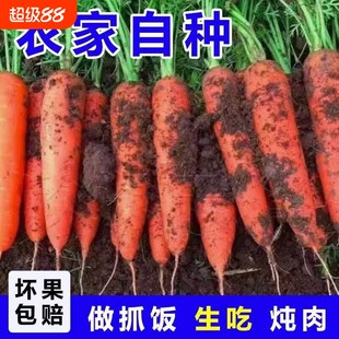正宗山东胡萝卜新鲜现挖生吃脆甜农家自种可生食5斤当季抓饭