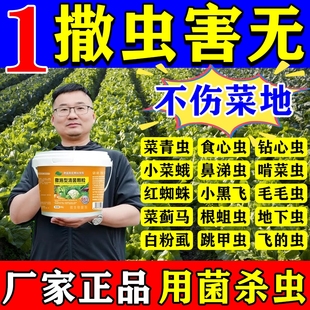 撒施型防虫颗粒蔬菜专用白菜青菜园地下土壤害虫除灭虫无毒专用药