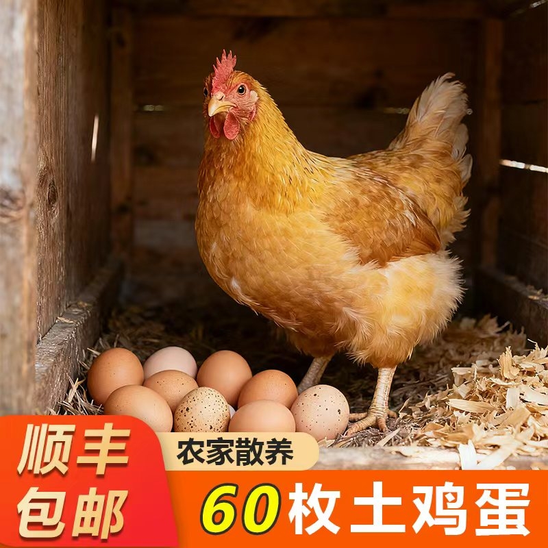 甘肃新鲜土鸡蛋60枚正宗农家散养农村乌柴笨草生鲜鸡蛋 50g/枚