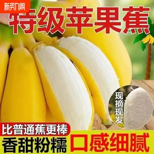 广西正宗苹果粉蕉当季 水果大芒果新鲜香蕉孕妇芭蕉蕉大果台农芒