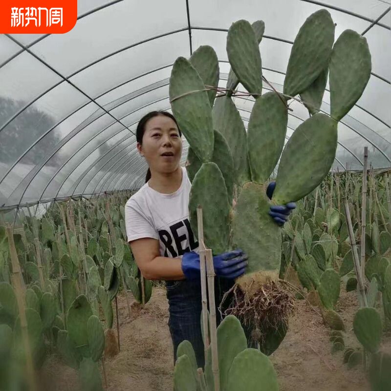 可食用仙人掌盆栽大型多肉植物无刺阳台室内种植外敷好养