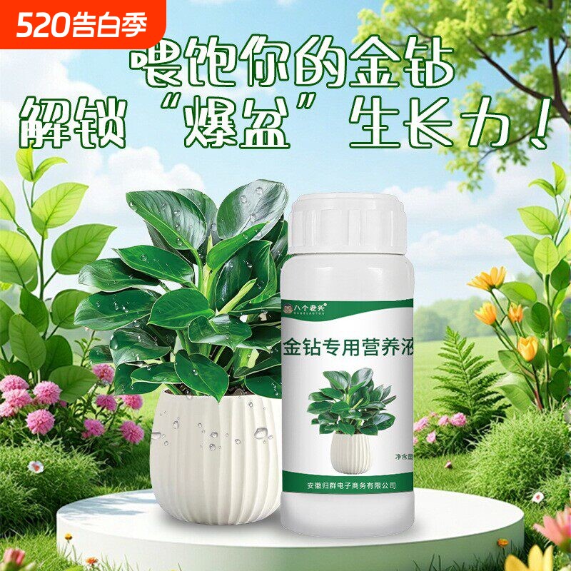 大叶金钻营养液专用红钻绿公主水培植物室内盆栽绿植有机液体肥