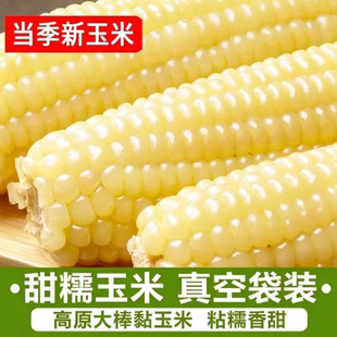 东北白糯玉米甜糯粘玉米棒真空包装黏玉米新鲜代餐玉米香甜粗粮