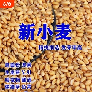 2025年新小麦粒干小麦种子干麦子猫草自种麦芽糖磨面喂鸡园艺用品