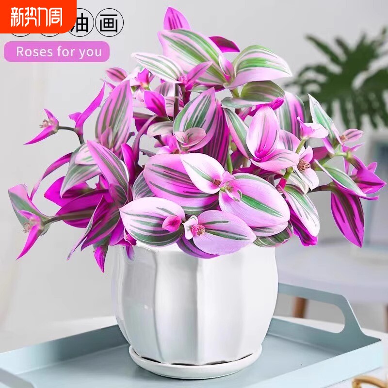 油画婚礼吊兰盆栽紫露兰花水培花卉多肉植物发财树室内好养小绿植