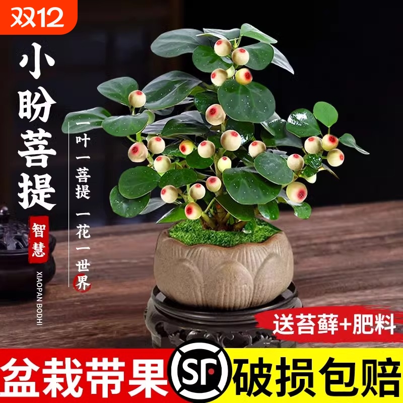小盼菩提树盆栽带果室内绿植中式禅意苔藓球茶桌绿植盆景植物摆件
