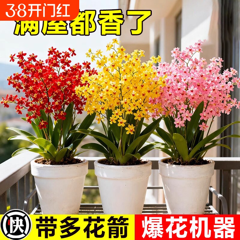 香水梦香兰盆栽文心兰带花苞精品四季耐寒鲜花卉室内阳台好养绿植