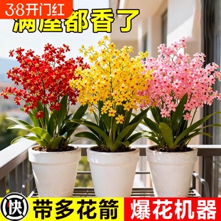 香水梦香兰盆栽带花苞精品文心兰四季耐寒鲜花卉室内阳台好养绿植