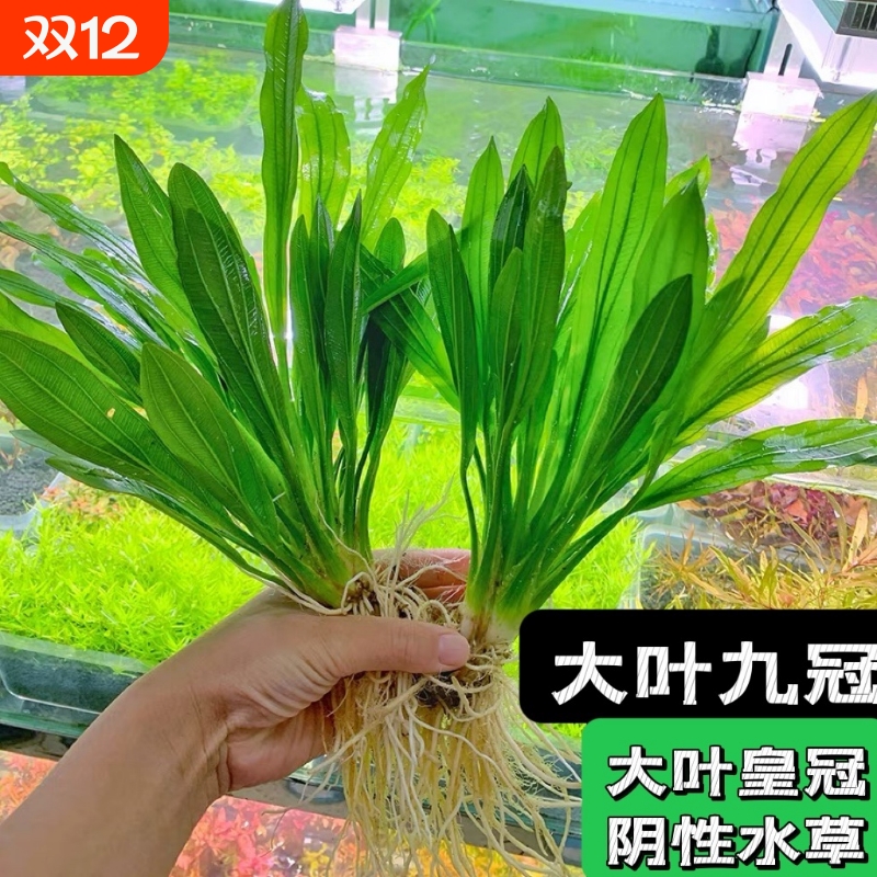 大叶九冠绿水草|回头客超1000人