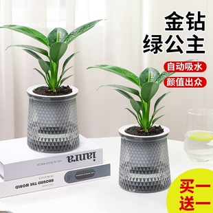 常青水培 吸甲醛植物金钻室内绿植室内绿植盆栽四季 买一送一