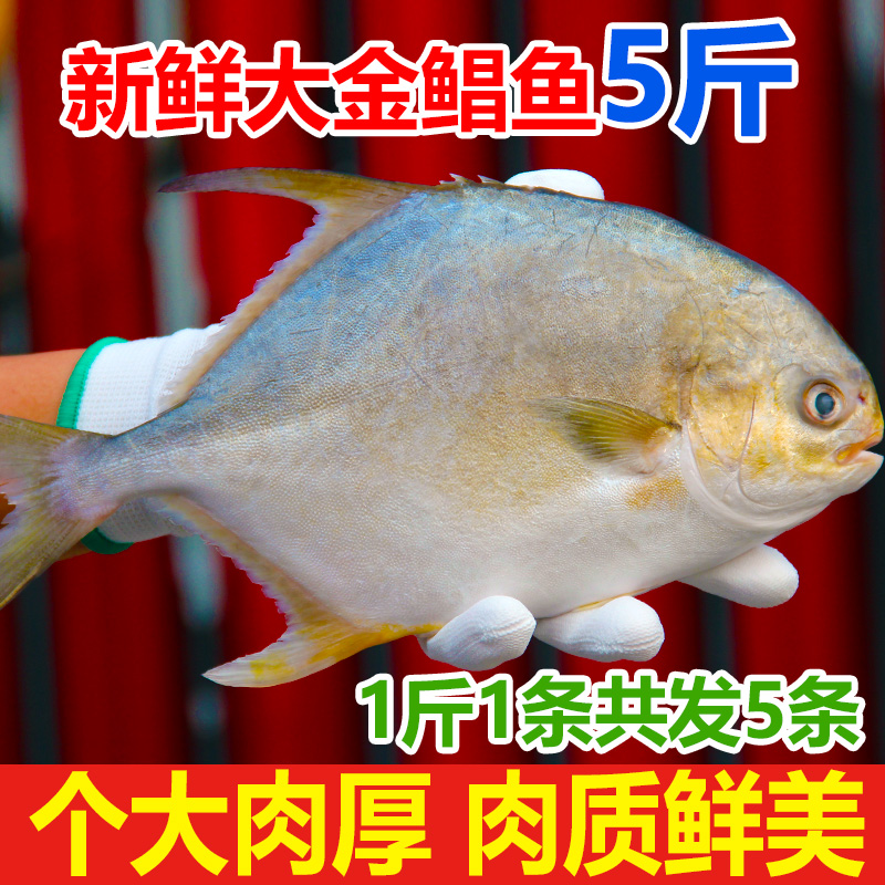 新鲜大金鲳鱼约5斤5条鲜活速冻海鲜水产金昌鱼银鲳鱼大个海鱼扁鱼