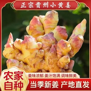贵州农家现挖生姜小黄姜新鲜生姜高山种植沙姜谢谢生姜土姜月子姜