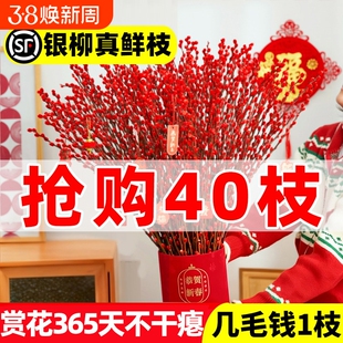 银柳真花鲜枝客厅摆件雪柳红色喜庆干花枝室内装饰年宵花水培植物