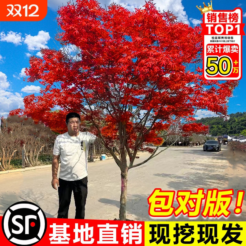 红枫庭院四季美观好养耐寒耐旱