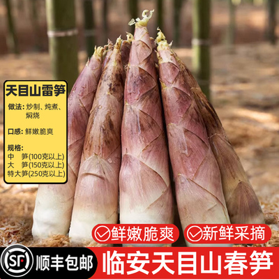 临安春笋雷笋新鲜现挖