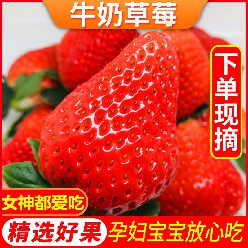丹东草莓99特大牛奶草莓果软糯奶香爆甜多汁孕妇新鲜当季红颜批发