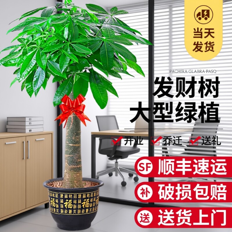 发财树盆栽室内大型步步高招财树大棵绿植物客厅花卉盆景乔迁摆放