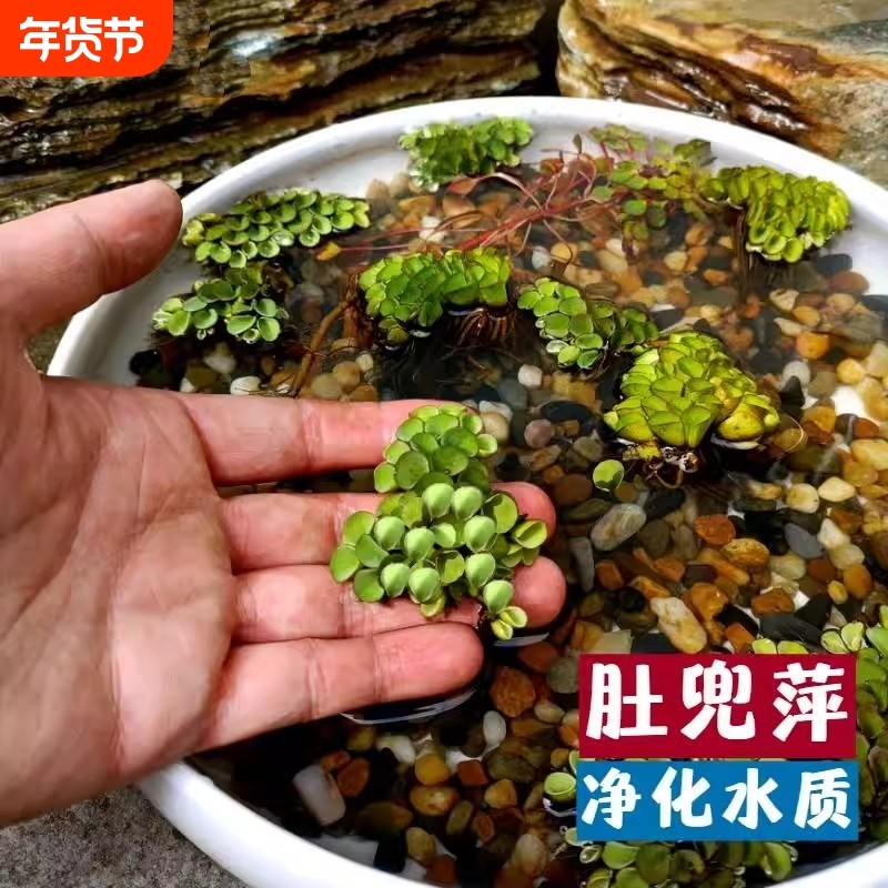 肚兜萍浮萍水生植物水培鱼塘鱼池躲避鱼缸养鱼虾净化水质增氧水草,宠物/宠物食品及用品,水草,淘宝优惠券,粉丝福利购,淘宝优惠卷