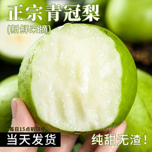 砀山酥梨蜜甜梨子苹果梨当季新鲜孕妇应季水果梨脆甜解渴包邮青皮