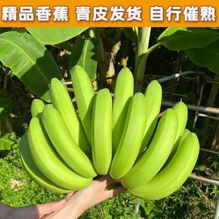 云南红河甜香蕉高山当季水果新鲜整箱薄皮丑大绿皮山地批发青皮