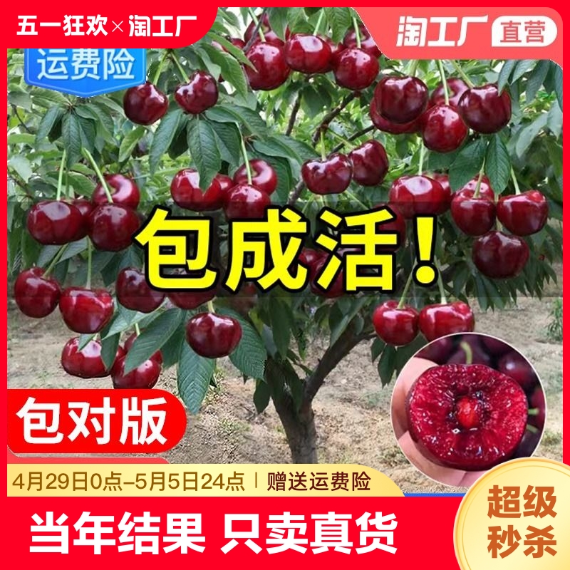 车厘子树苗樱桃树苖南方北方种植盆栽庭院果树矮化大樱桃苗结果