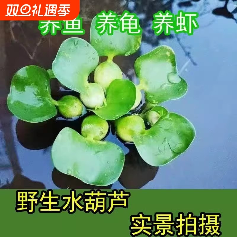 水葫芦浮萍水草鱼缸乌龟虾花卉鱼池塘凤眼莲净化水生植物造景摆件
