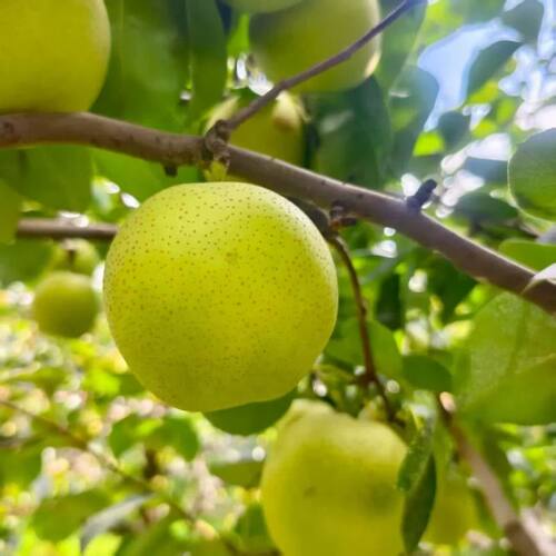 砀山青皮梨皇冠梨薄皮梨子当季新鲜水果苹果梨批发一整箱