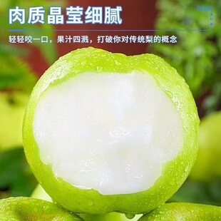 正宗青皮翠冠梨子非皇冠苹果梨纯甜应季新鲜水果