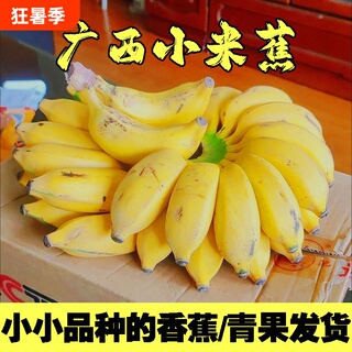 [精选]广西正宗小米蕉现摘新鲜小香蕉软糯香甜自然熟孕妇水果整箱