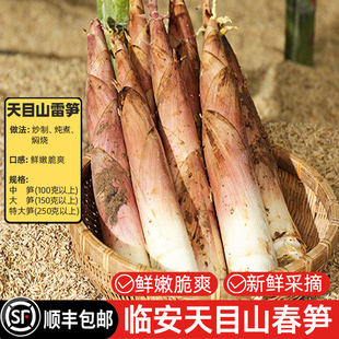现挖临安春笋新鲜小竹笋天目雷笋鲜笋黄泥笋油焖笋