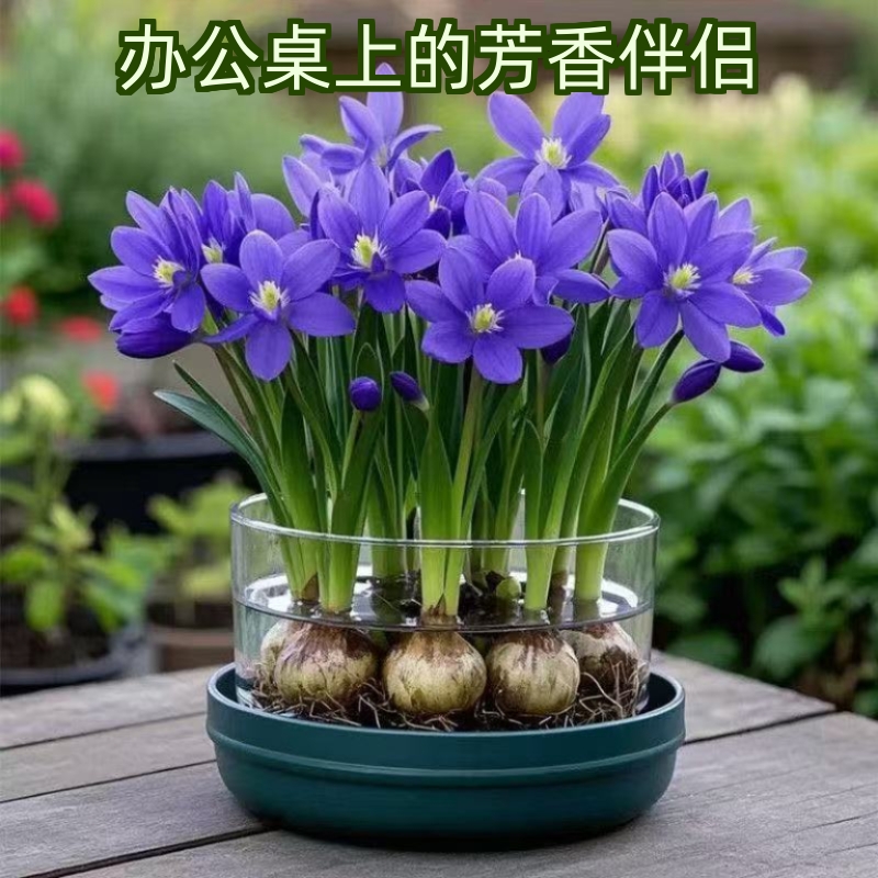 浓香型水培兰花球盆栽好养室内外四季可种耐寒热花卉植花植物开花