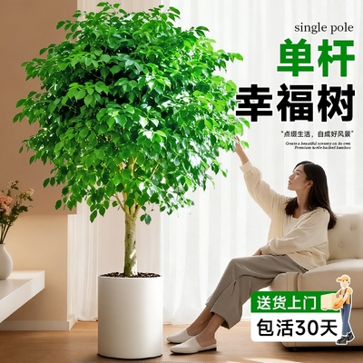 大老桩平安树四季常青单杆棒棒糖