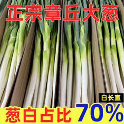 山东安丘大葱5斤去皮新鲜铁杆大葱蔬菜安丘非章丘大葱卷饼大葱