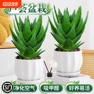 芦荟大盆栽植物室内多肉绿植物吸甲醛四季好养花卉仙人掌阳台客厅