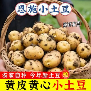 现挖湖北恩施富硒土豆农家自种马尔科粉面香甜细腻包邮