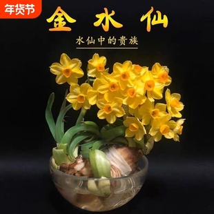 【金水仙—水仙中的贵族】新款金水仙花冬季水仙花水培金色水仙花