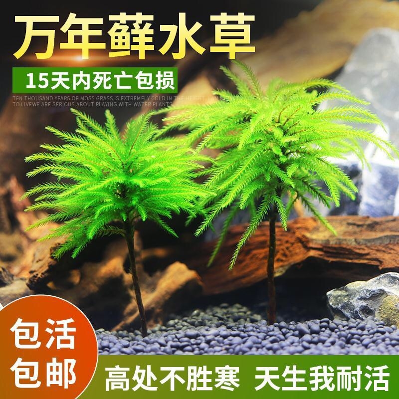 万年藓鱼缸造景水草植物雨林缸水培真草蜈蚣草绿菊花固定淡水好养