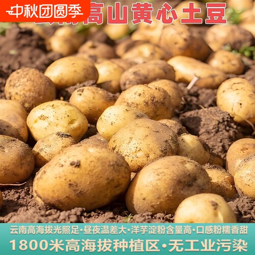 云南土豆云南昭通黄心土豆