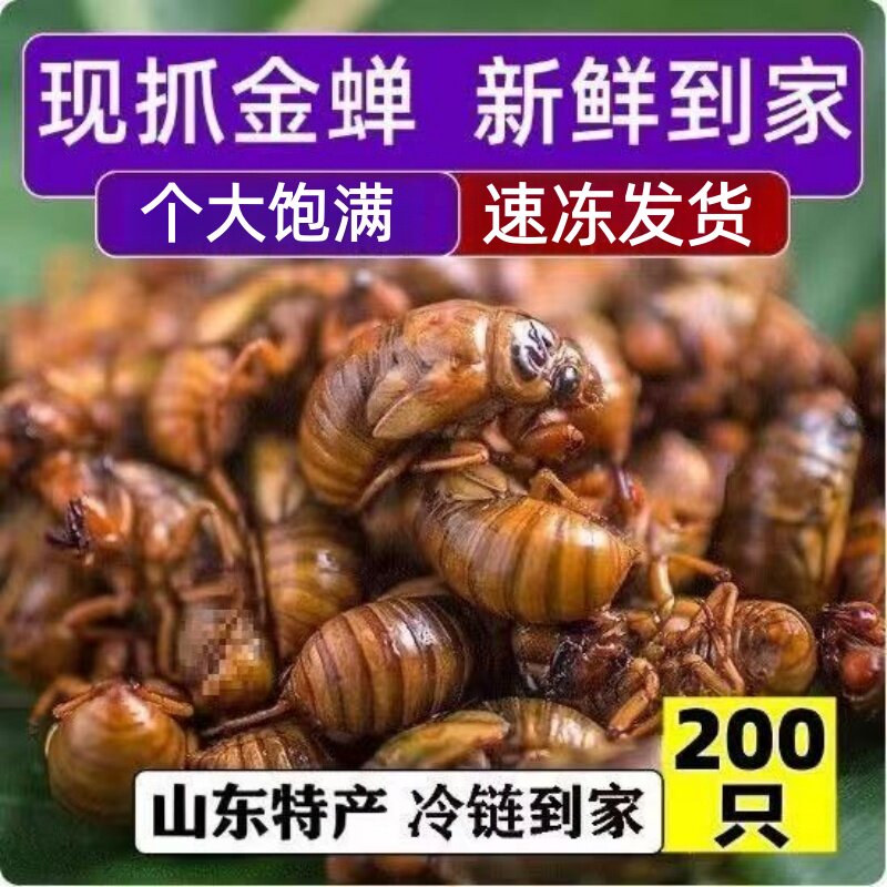 知了猴金蝉新鲜蝉蛹新鲜速冻非即食蚕蛹爬叉猴子爬蚱结了龟顺丰