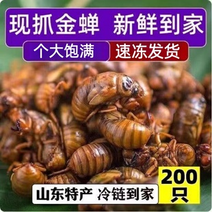 知了猴金蝉新鲜蝉蛹新鲜速冻非即食蚕蛹爬叉猴子爬蚱结了龟顺丰