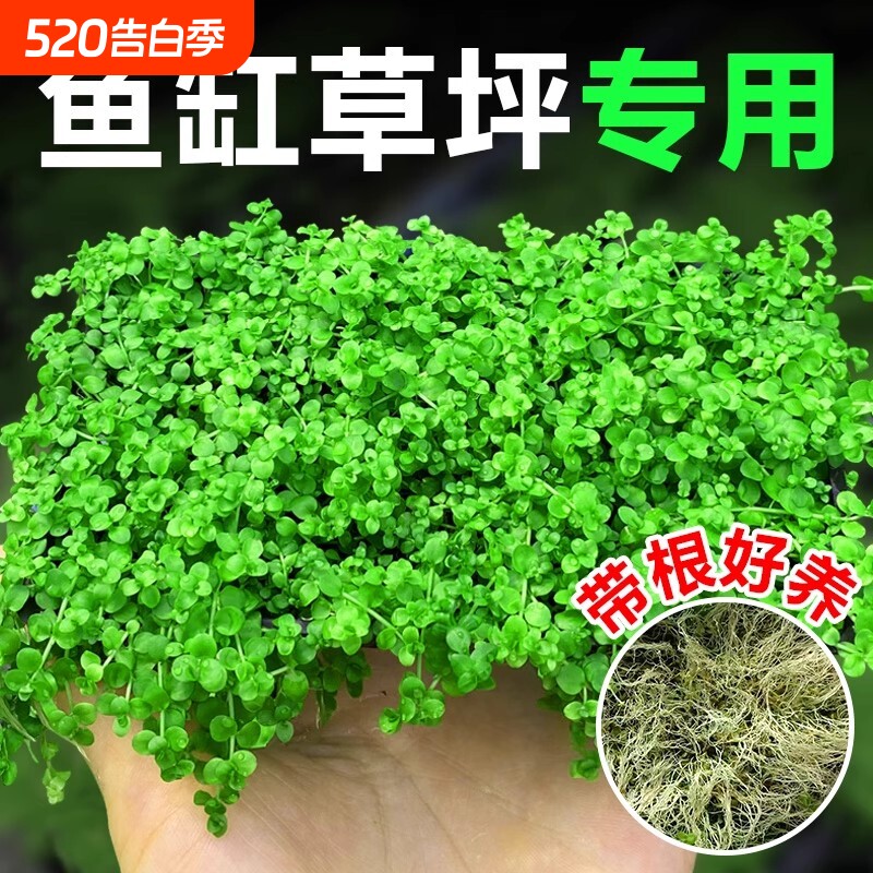 珍珠草爬地矮珍珠鱼缸水草专用趴地日本矮植物生态造景净化水质