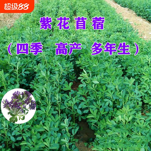 紫花苜蓿四季草籽|超1000次加购