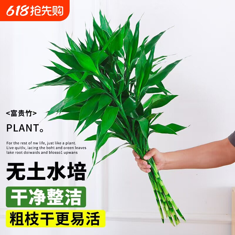 富贵竹水培植物客厅招财水养绿植花卉室内水竹粗杆带根好养花瓶
