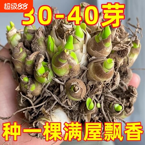 晚香玉种球重瓣大花四季绿植花卉耐寒盆地栽懒人养阳台室内多年生