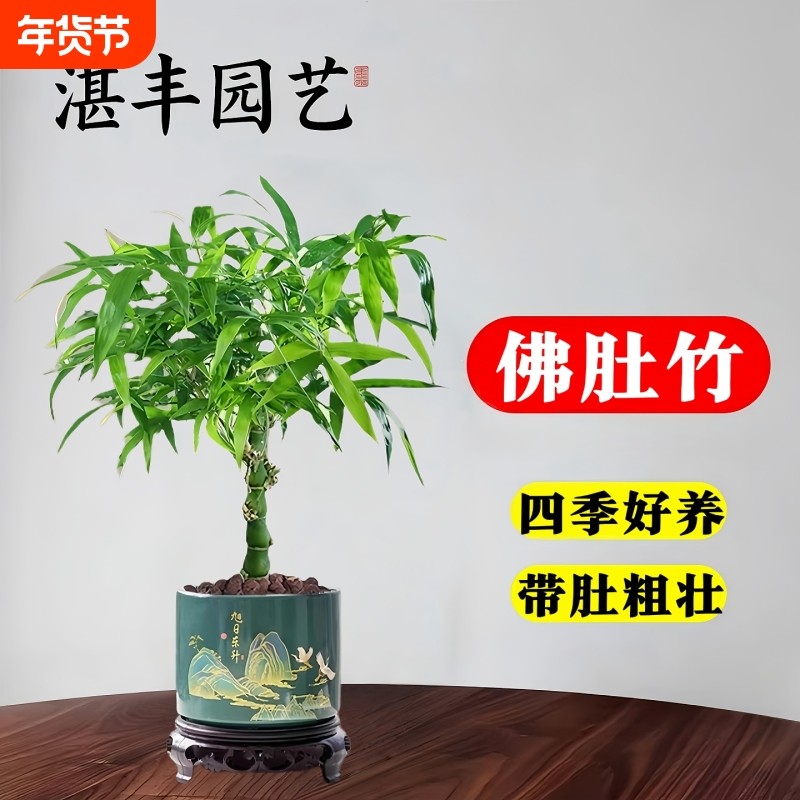 佛肚竹盆栽老桩盆景书房桌面绿植四季好养耐阴竹子苔藓球水培植物,鲜花速递/花卉仿真/绿植园艺,绿植,淘宝优惠券,粉丝福利购,淘宝优惠卷