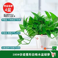 180#1 1 1 1 1 [4] Горшка для доставки бассейна +10 Жирный оранжевый зеленый 2