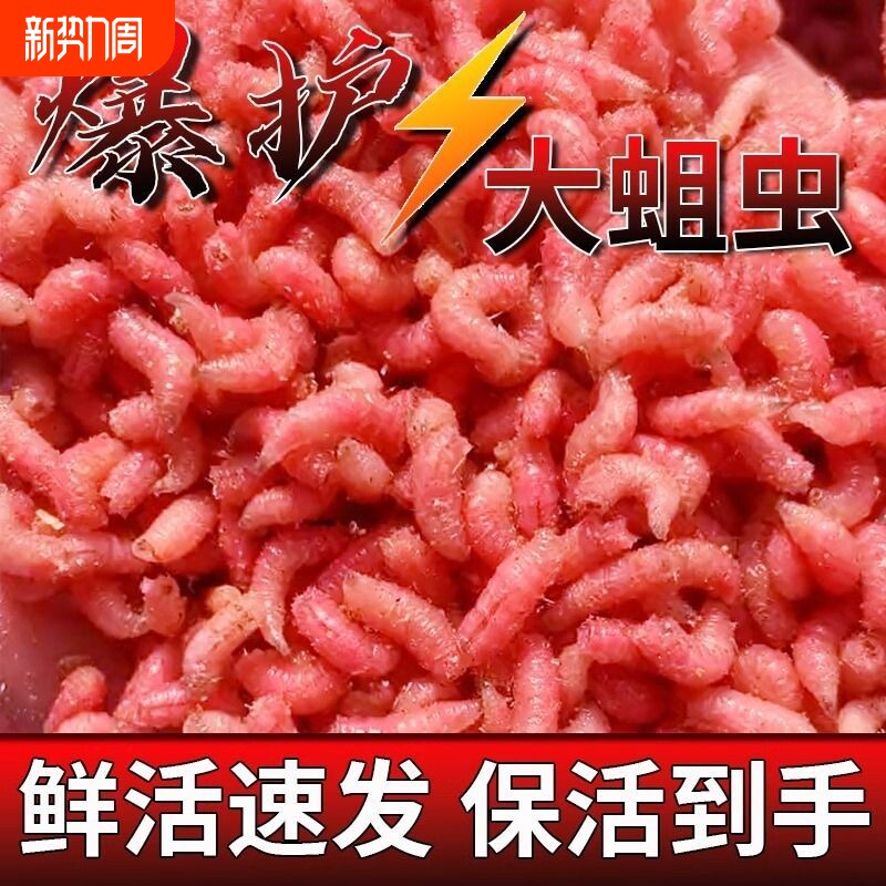 红蛆虫鲜活体苍蝇幼虫冬季野钓鲫鱼饵料肉蛆活蛆牙子冰钓鱼饵虫饵