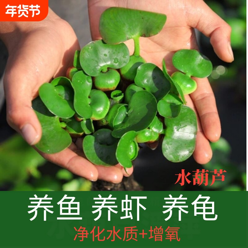 水草浮萍乌龟鱼缸鱼池塘净化水生植物水葫芦造景水质养龟养鱼增氧
